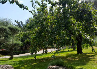 Ciruelos jardín casa Bonita Navacerrada